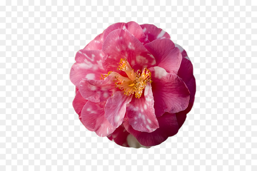 Peonía，Camelia PNG