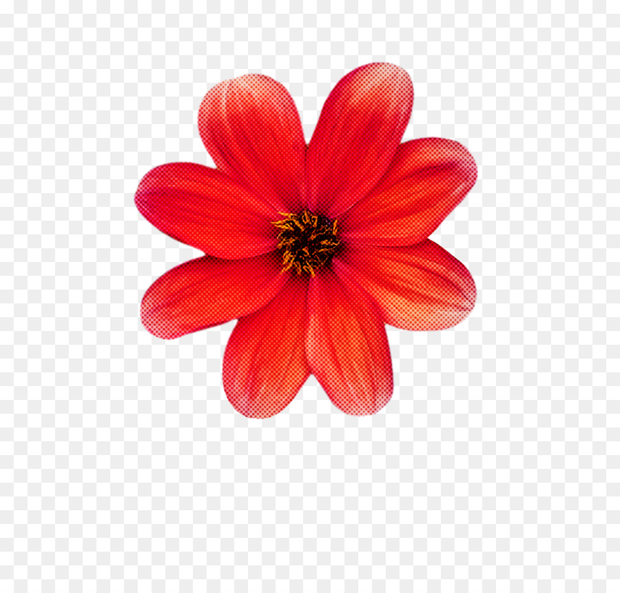 Flor，Rojo PNG