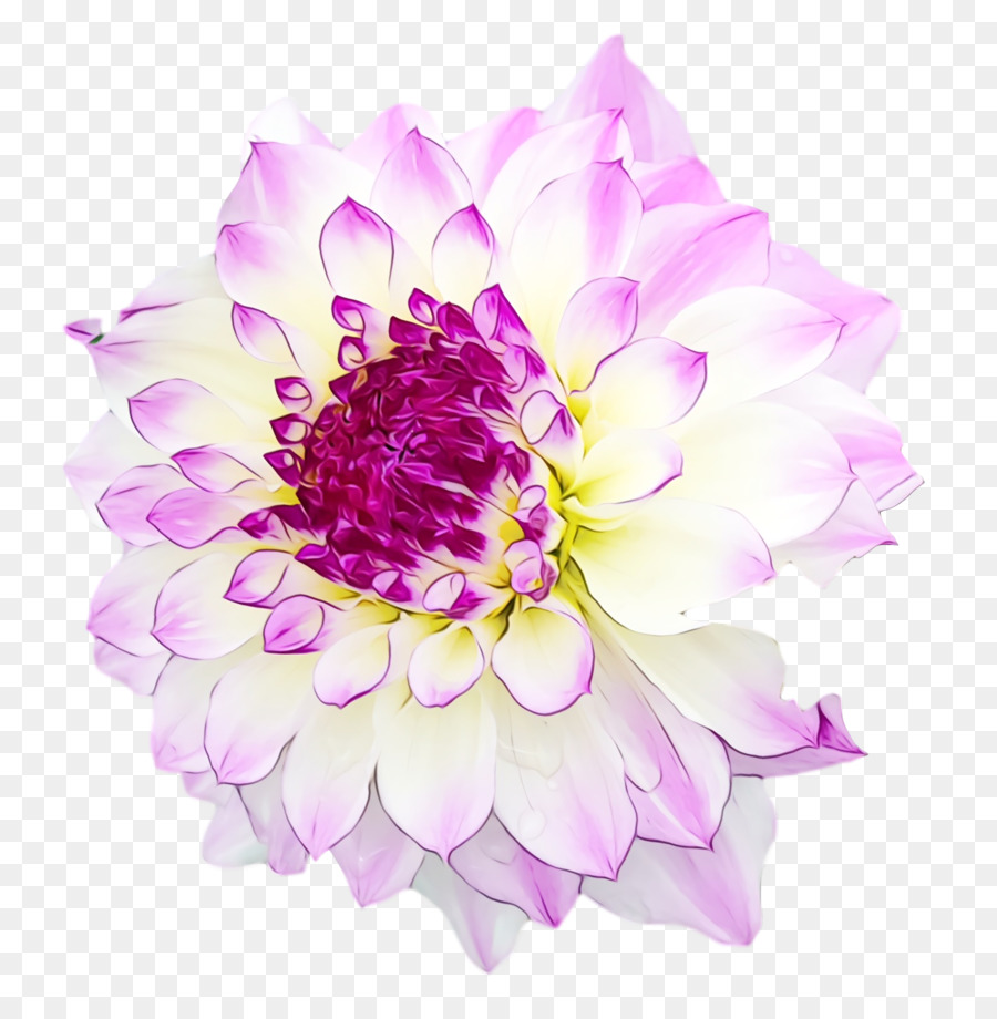 Diseño Floral，Planta Anual PNG