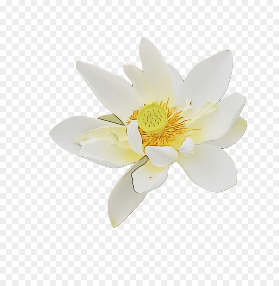 Flor De Loto Blanco，Loto PNG