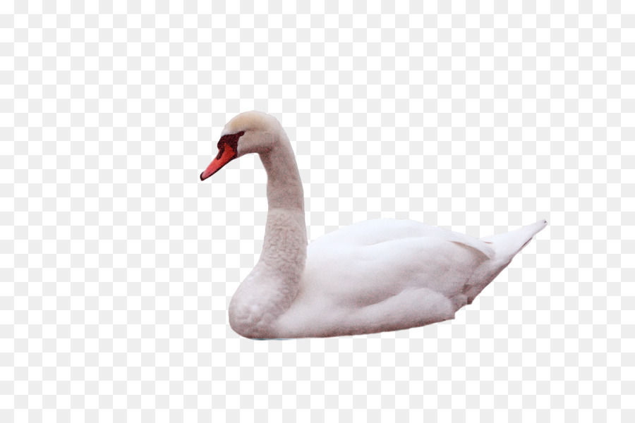 Los Cisnes，Pato PNG