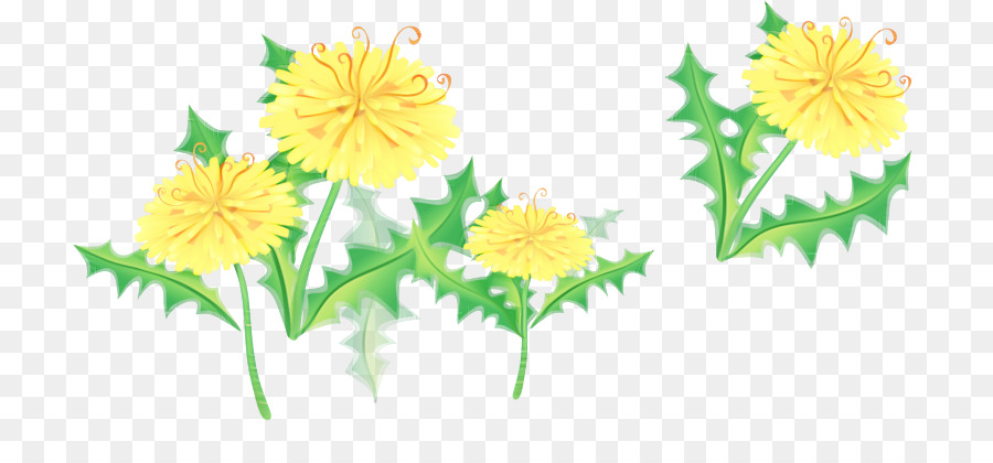 Flores De Diente De León，Flor PNG