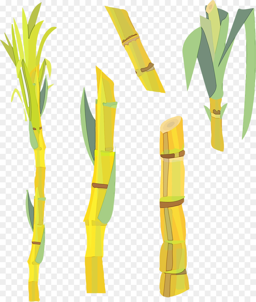 Tallo De La Planta，Amarillo PNG