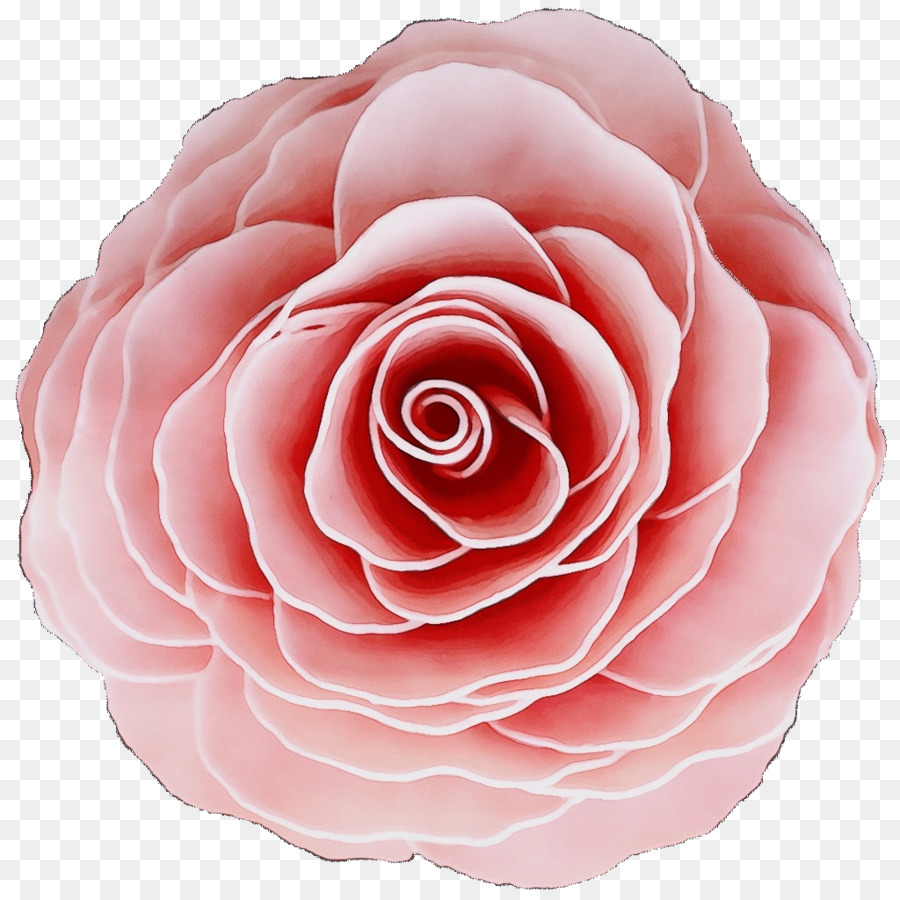 Las Rosas De Jardín，Col Rosa PNG