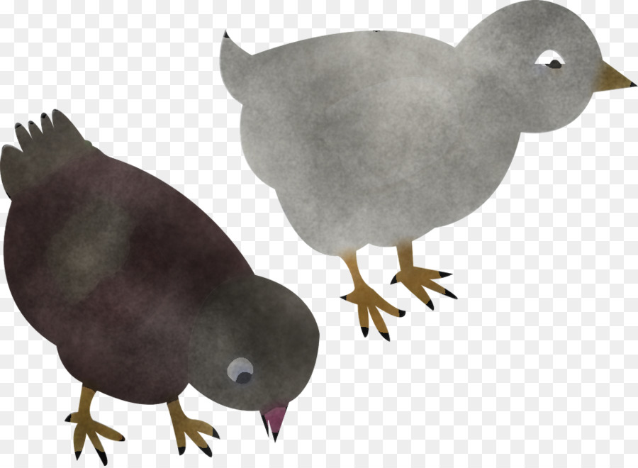 Pato，Landfowl PNG