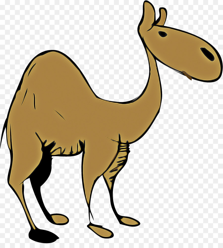 Dromedario，Llama PNG