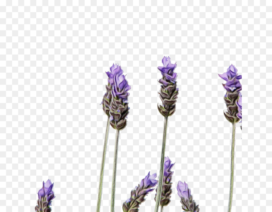 Inglés Lavanda，Lavanda Francesa PNG