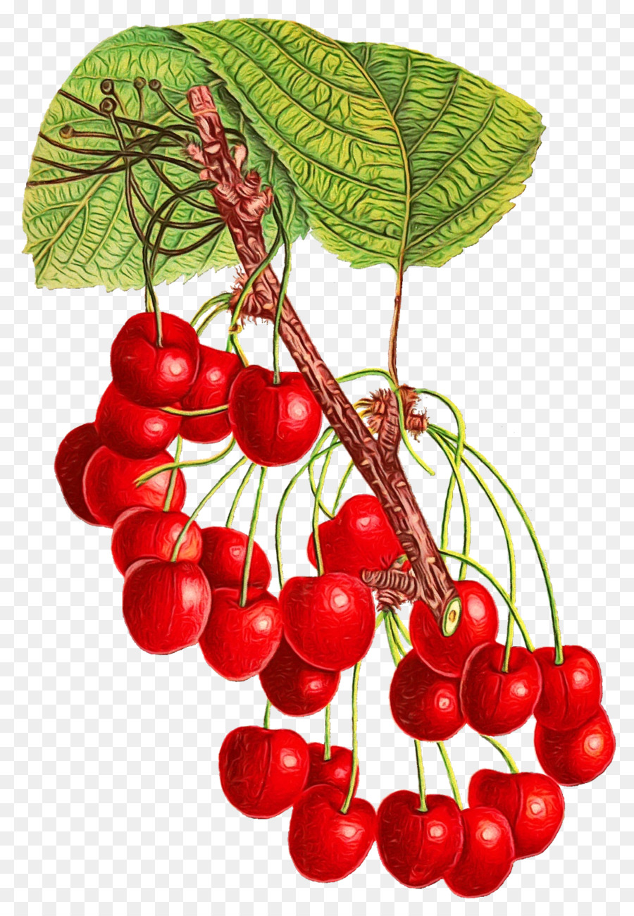 Cereza，Berry PNG