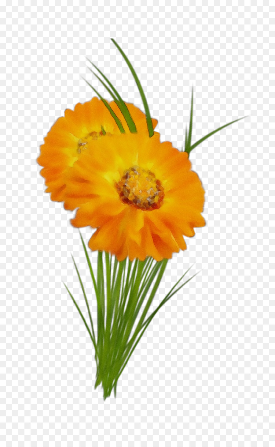 Tallo De La Planta，Transvaal Daisy PNG