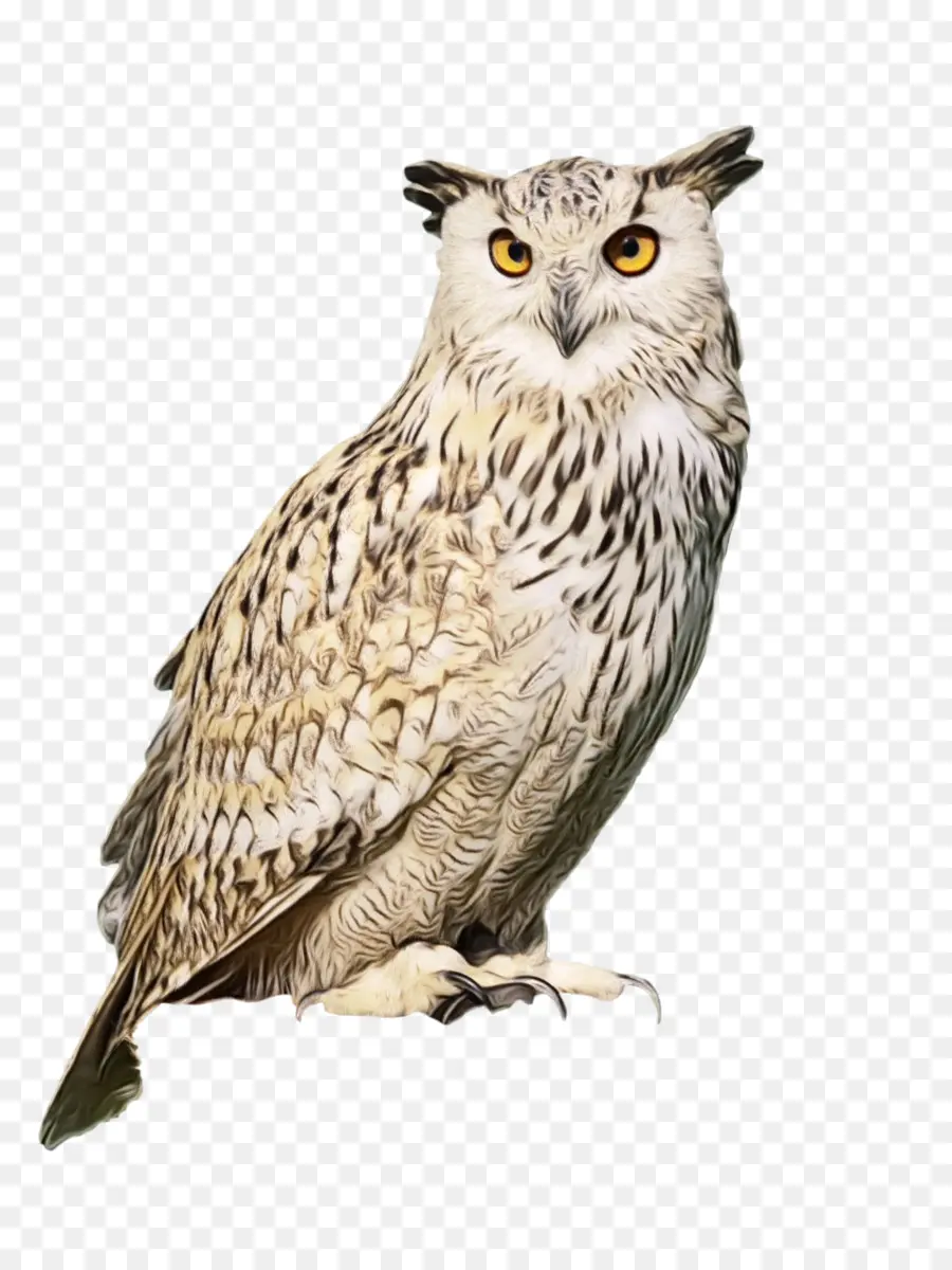 Las Lechuzas，Oriental Screech Owl PNG