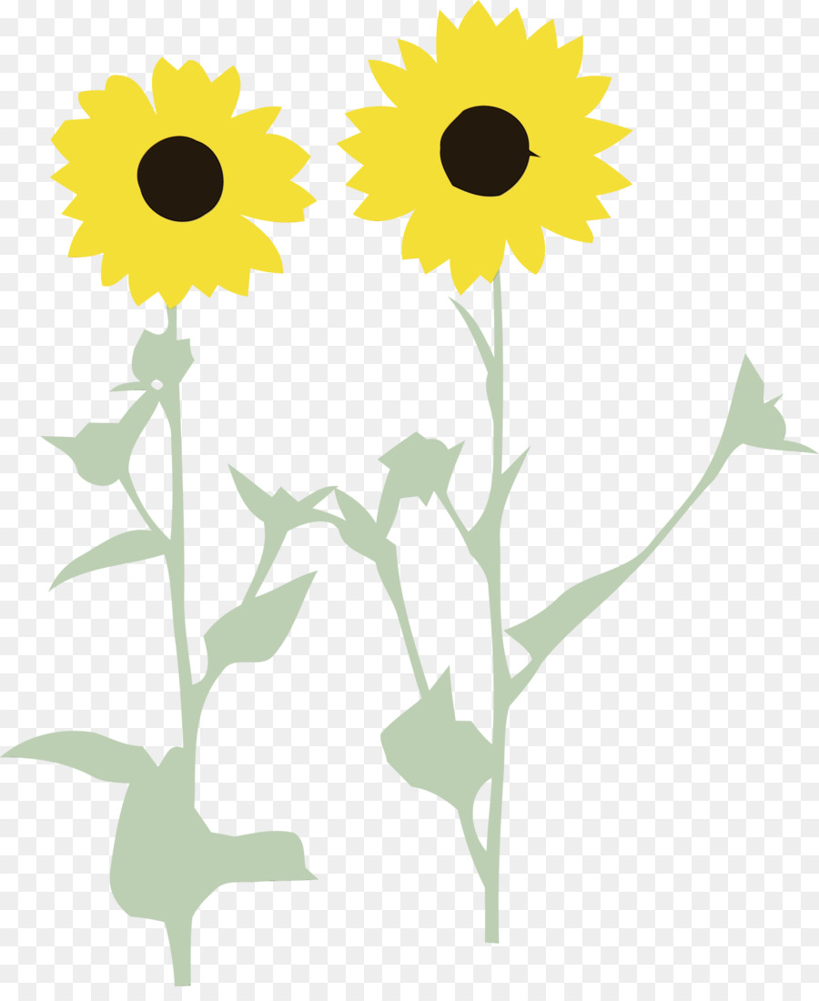 Daisy Familia，Tallo De La Planta PNG