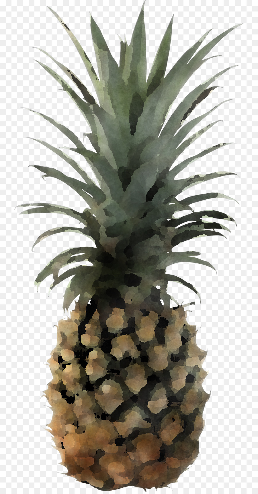 Piña，La Fruta PNG