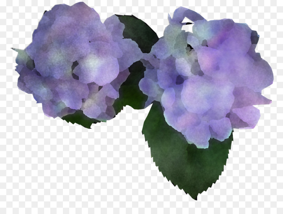 Hortensia，Violaceae PNG