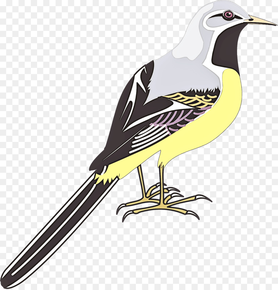 Aves，Cenzontle Norteño PNG