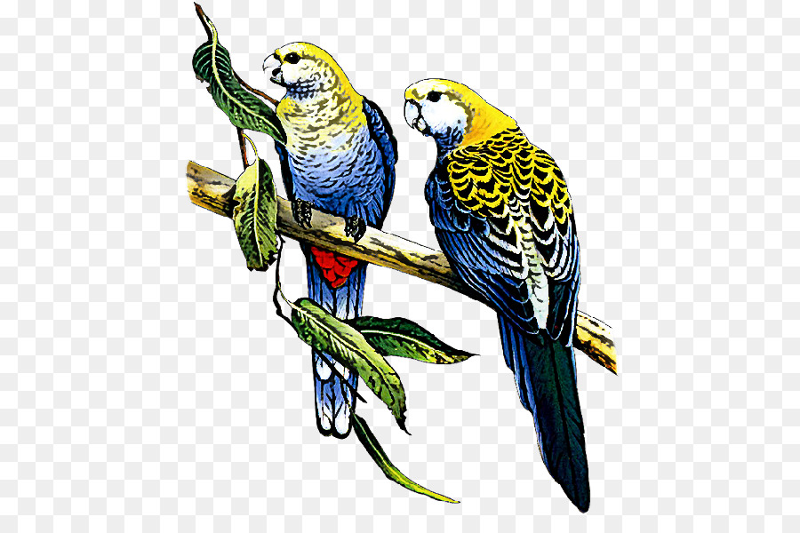 Guacamayo，Aves PNG