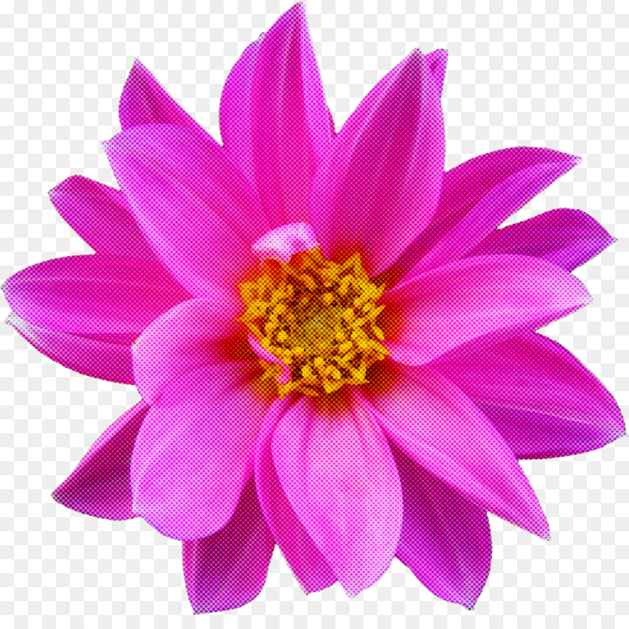 Dalia，Planta Anual PNG