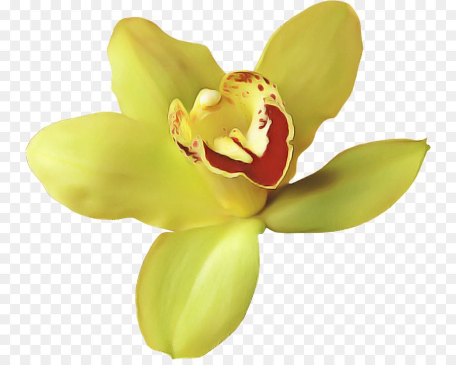 Las Orquídeas，La Polilla De Las Orquídeas PNG