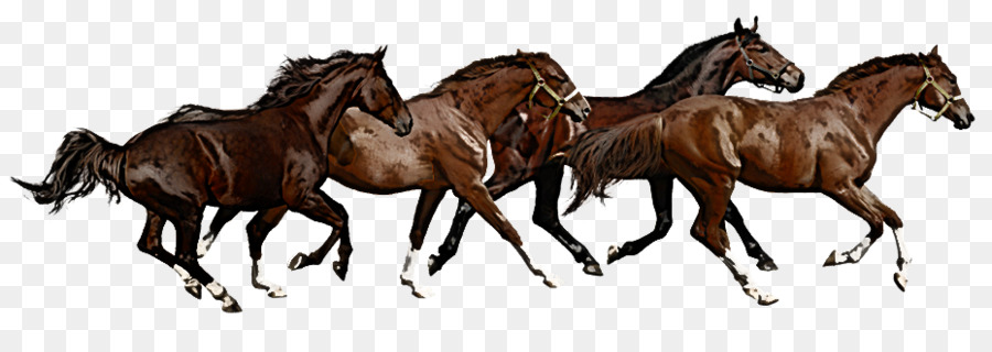 Caballos，Correr PNG