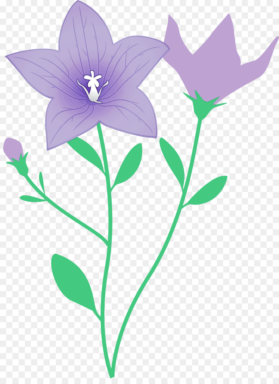 Flor，Bellflower Familia PNG