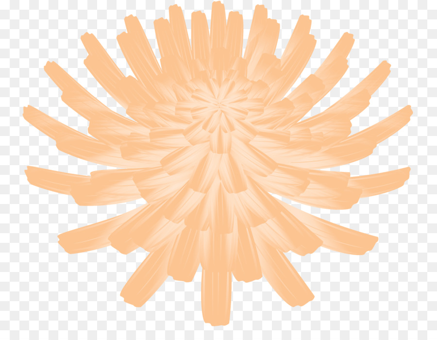 Naranja，Flor PNG