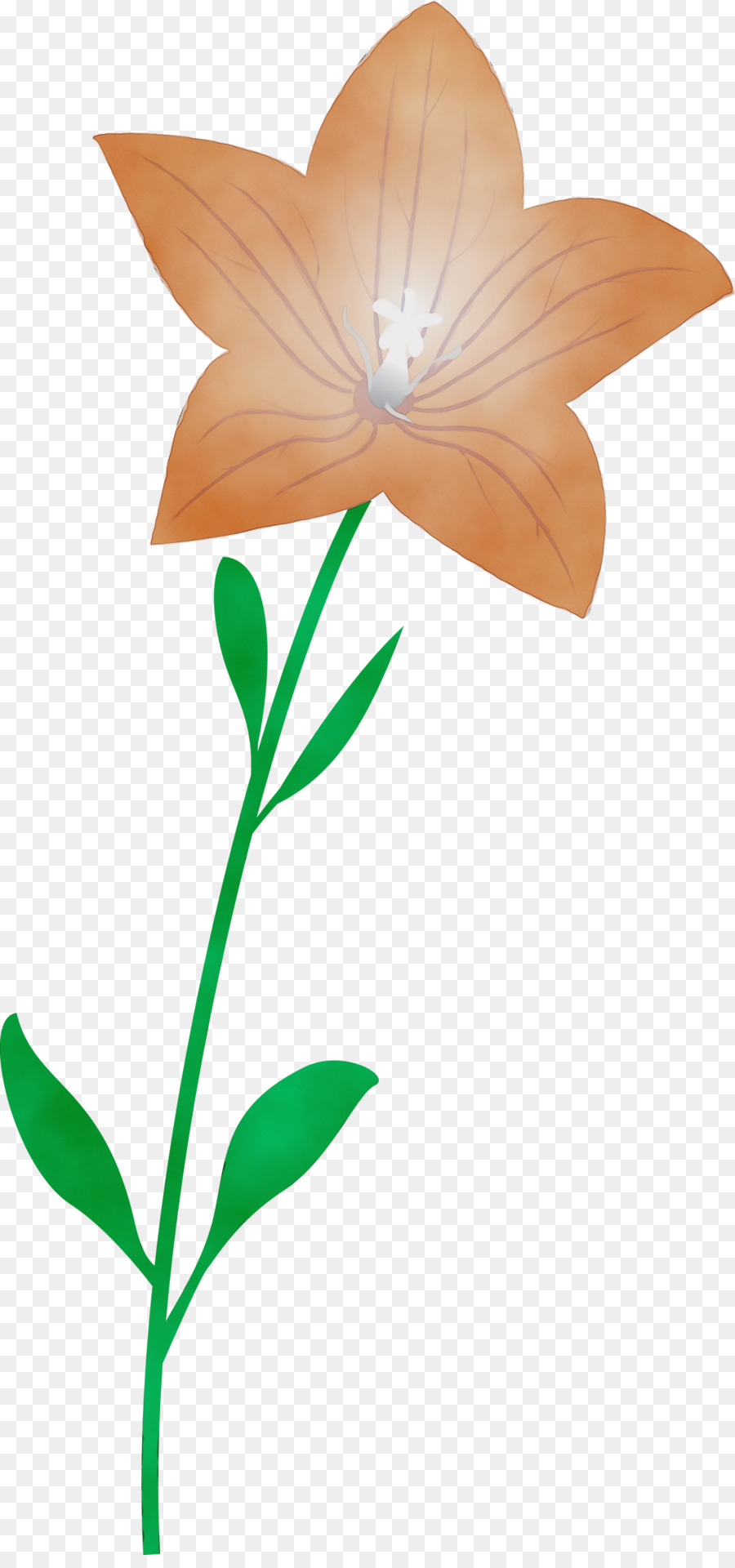 Tallo De La Planta，Flor PNG