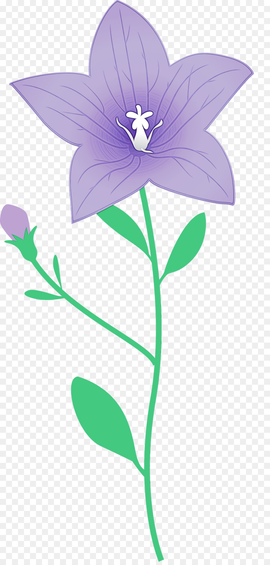 Tallo De La Planta，Flor PNG