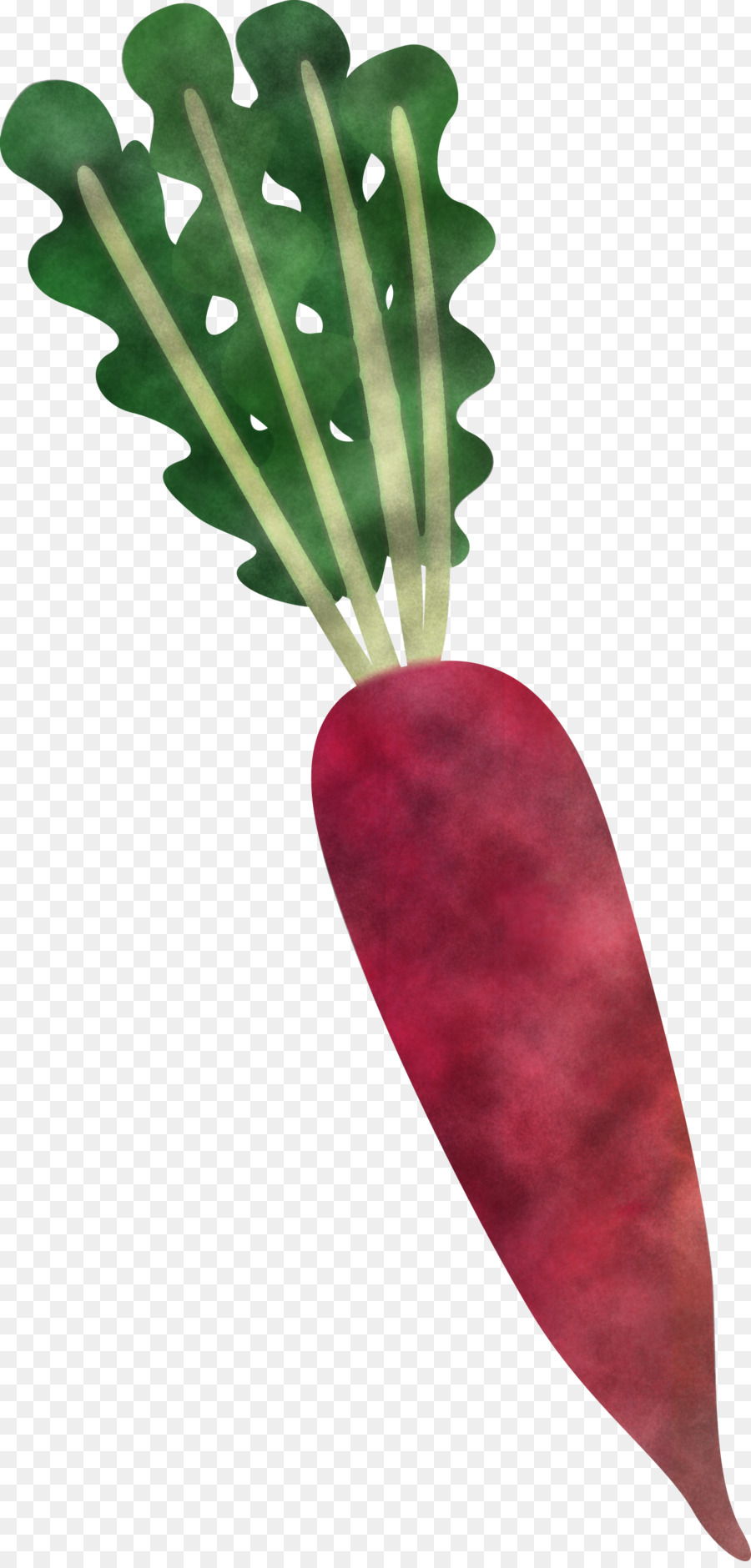 Vegetal，Hoja PNG