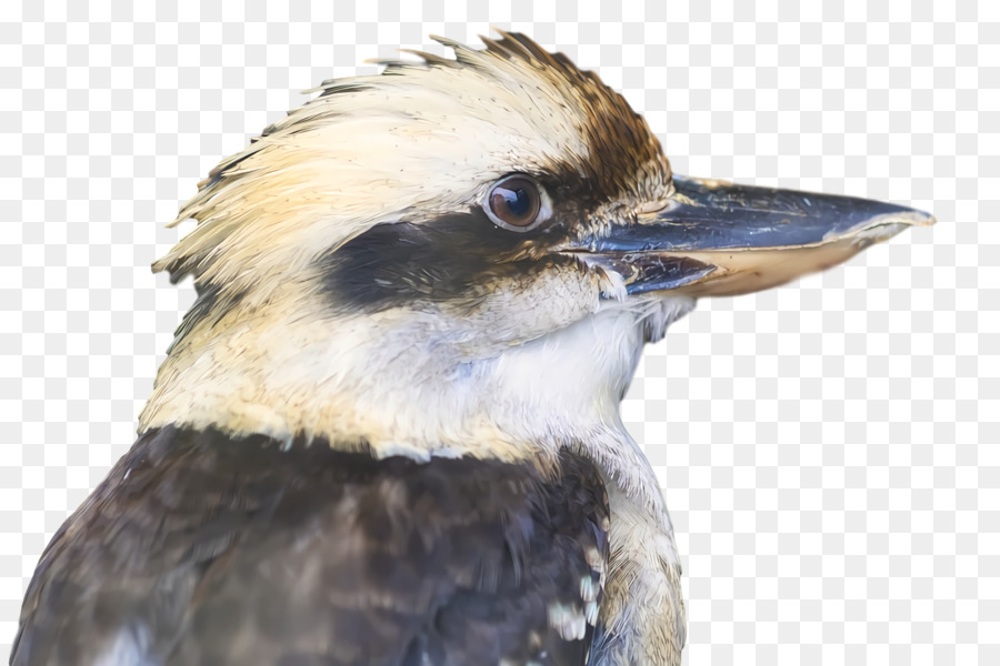 Aves，Pico PNG