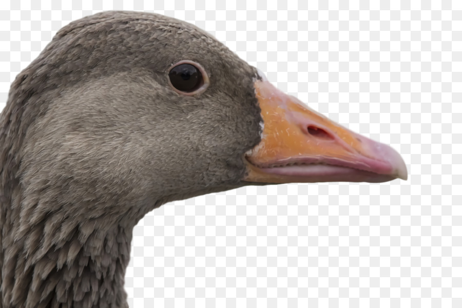 Pato，Ganso PNG