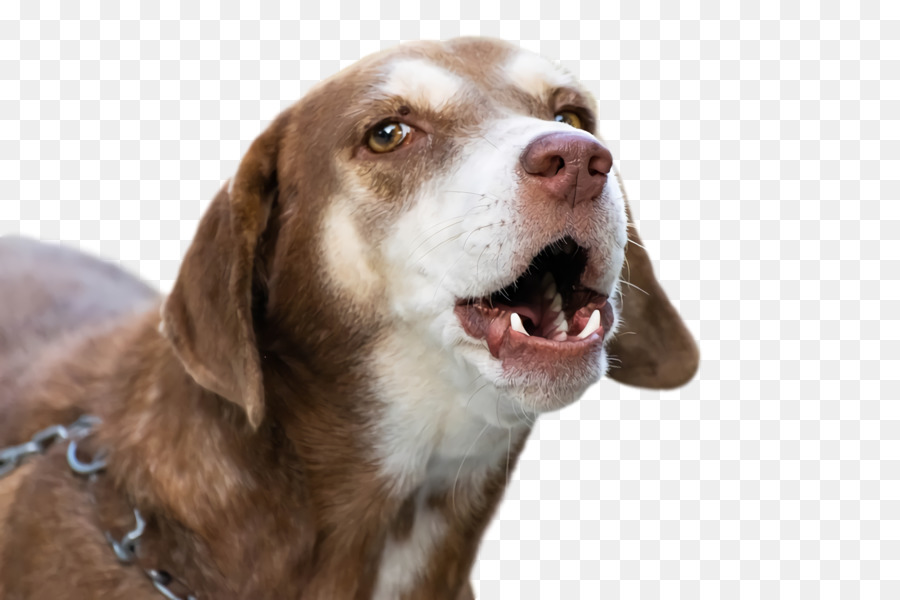 Perro，Hocico PNG