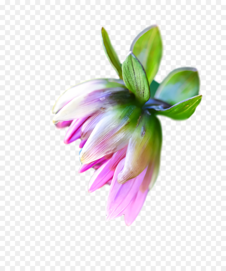 Tallo De La Planta，Flor PNG