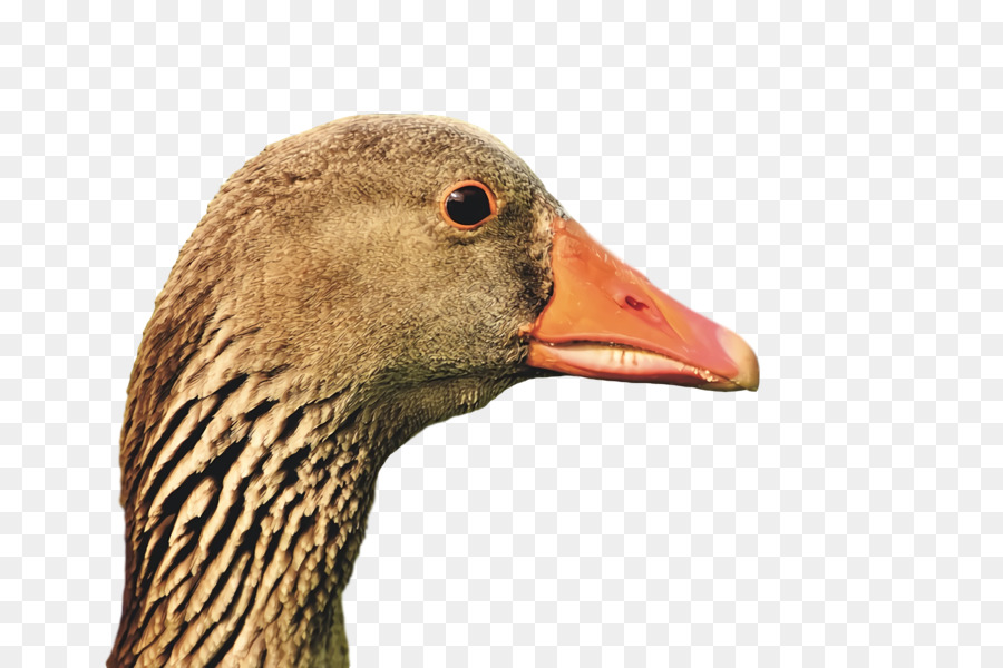 Pato，Ganso PNG