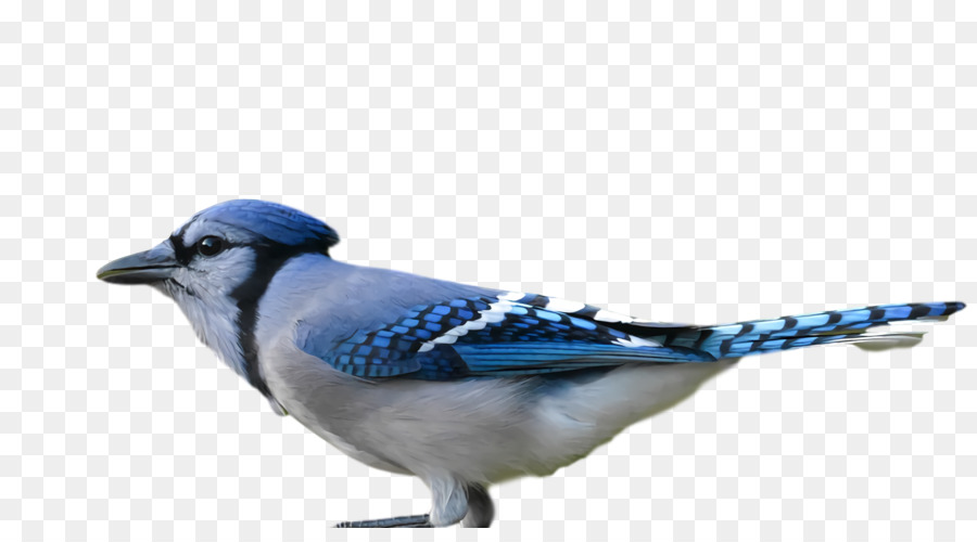 Blue Jay，Paseriformes PNG