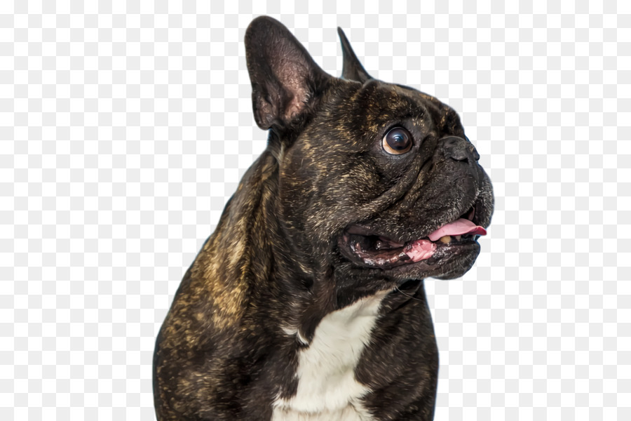 Bulldog Francés，Mascota PNG