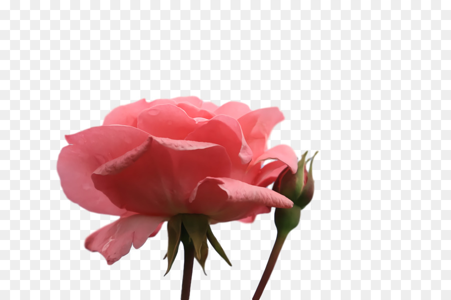 Rosa Roja，Planta PNG