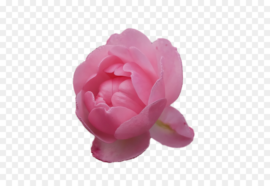 Flor Rosa，Flor PNG