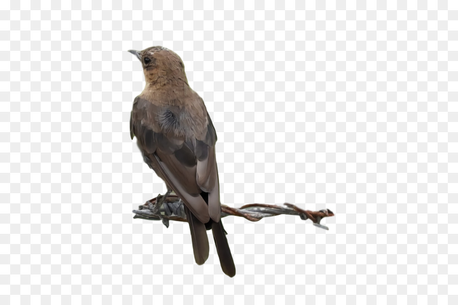 Los Cucos，Pluma PNG