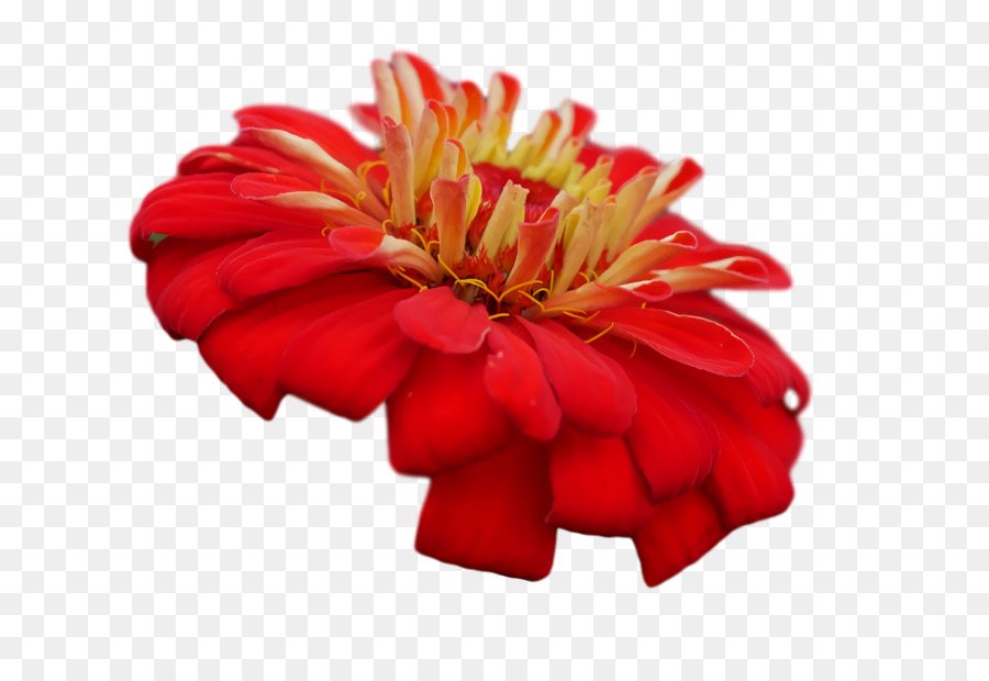 Transvaal Daisy，Las Flores Cortadas PNG