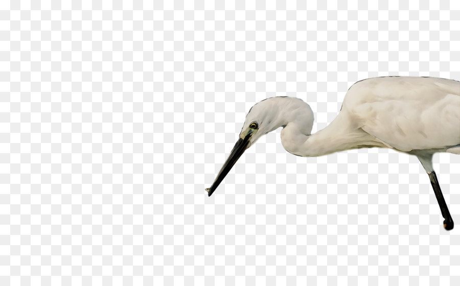 Ibis，Grúa PNG