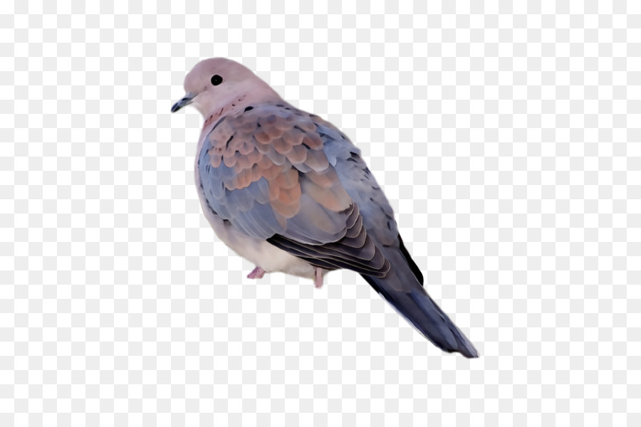 Columbidae，Paloma De Stock PNG