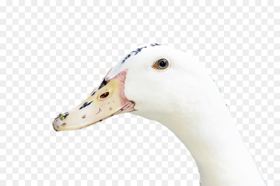 Pato，Ganso PNG