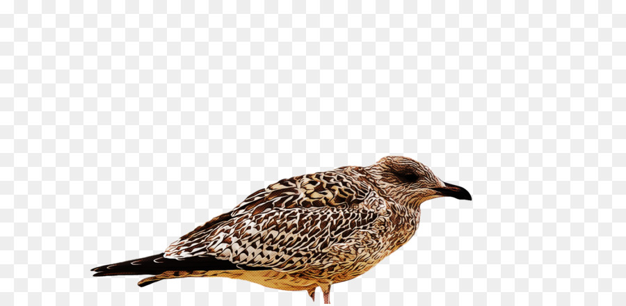 Aves，Pico PNG