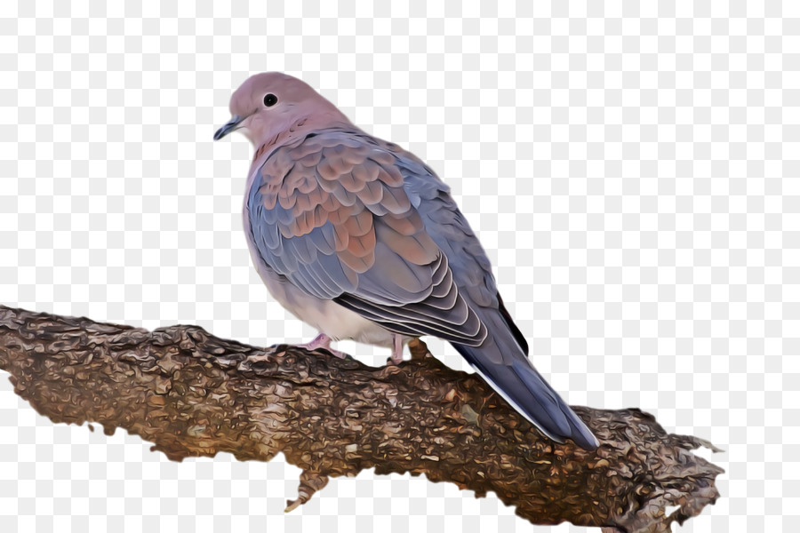 Columbidae，Paloma De Stock PNG