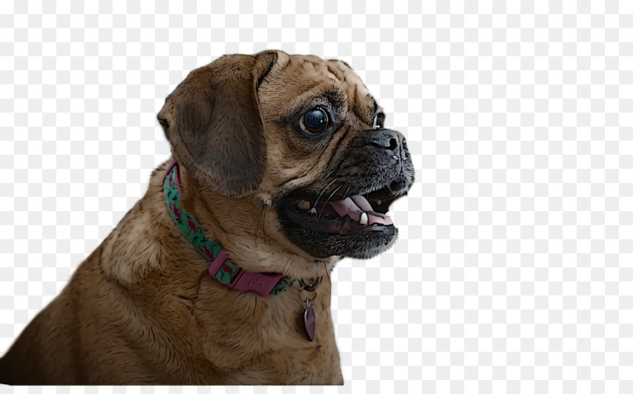 Puggle，Pug PNG