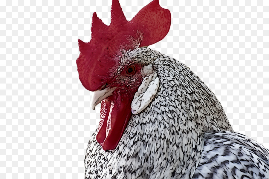 Las Aves，Pollo PNG