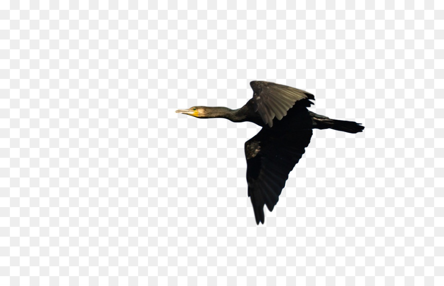 Águila Calva，Aves PNG