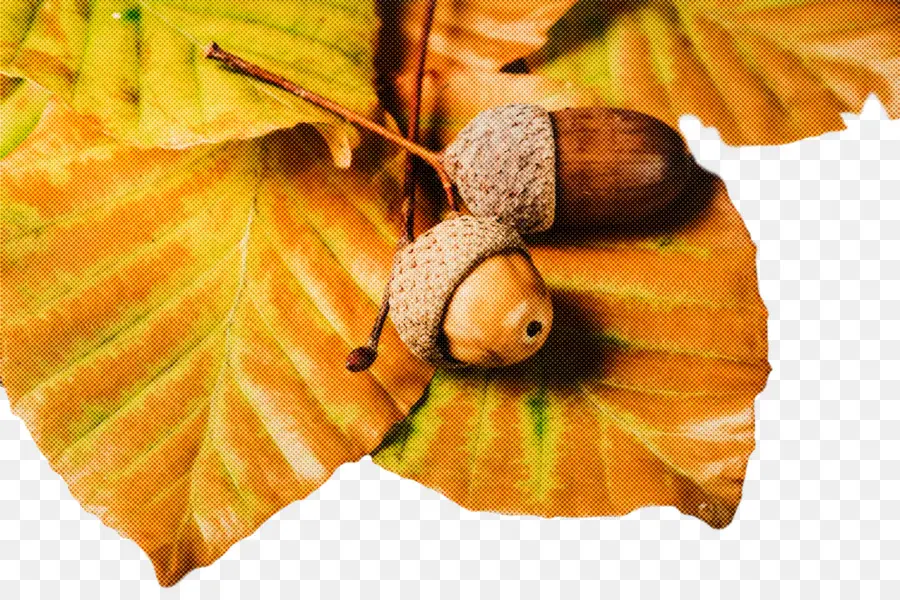 Bellotas，Hojas PNG