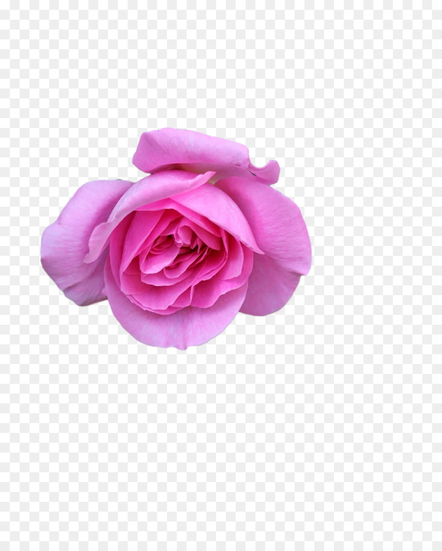Rosas De Jardín，Cortar Flores PNG