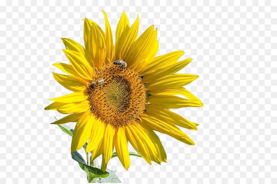 Daisy Familia，La Semilla De Girasol PNG