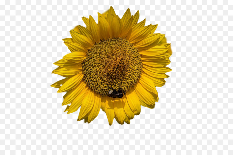 La Semilla De Girasol，Daisy Familia PNG